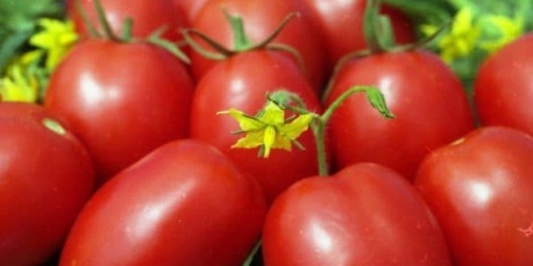De barao paradajz - karakteristike i opis sorte