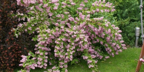 Akcija hibridnih polja jagoda (polja jagoda, polja jagoda): sadnja i njega