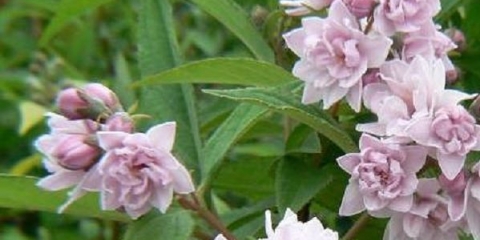 Akcija pink pom pom (ružičasti pom pom): fotografija, recenzije, opis