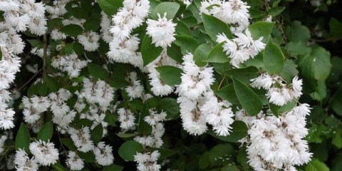 Grubo djelovanje (deutzia scabra): sadnja i njega, fotografija