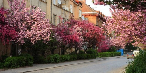 Dekorativno stablo jabuke niedzwiecki