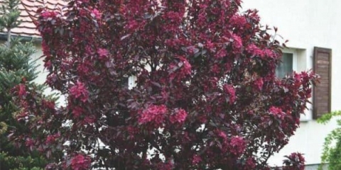 Dekorativna jabuka royalty (malus royalty) - sadnja i njega