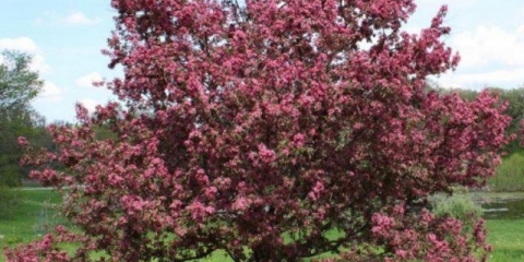 Dekorativna šljiva pissardi