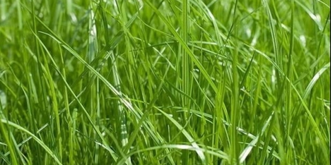 Ukrasna trava: najbolje sorte, opis, opseg