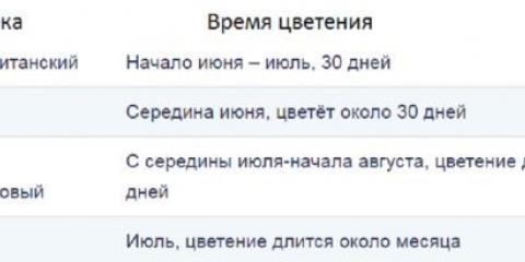 Dekorativni bijeli luk: sadnja i njega, fotografija, kako razmnožavati