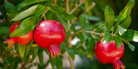 Dekorativni šipak: kućna njega