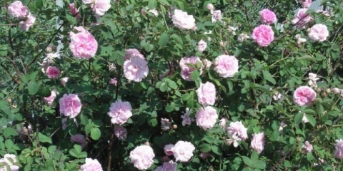 Dekorativna divlja ruža: opis i fotografija, sorte, sadnja i njega