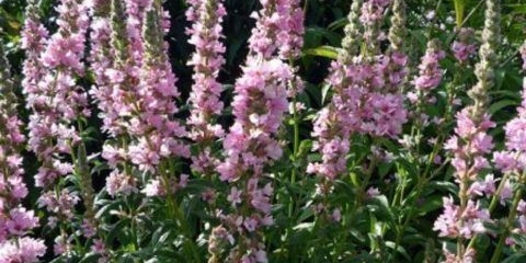 Looseberry rumenilo (rumenilo): fotografija i opis, uzgoj