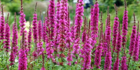 Vrba labavica (plakun-trava): fotografija i opis, sorte, sadnja i njega