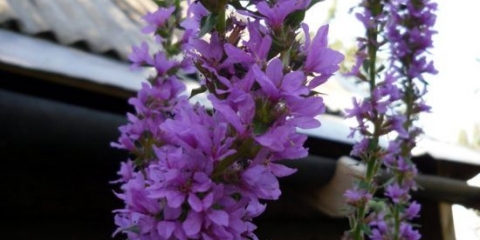 Derbennik: sadnja i njega na otvorenom polju, sorte i vrste sa fotografijama i imenima