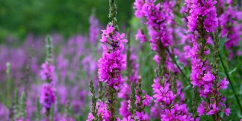 Derbennik robert: opis, fotografija, recenzije