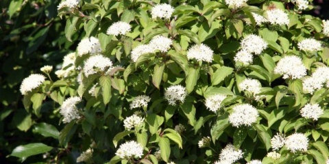 Derain bijeli: fotografije i sorte