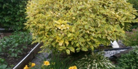 Derain bijela pljuvačka