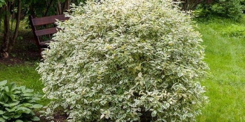 Derain elegantissima