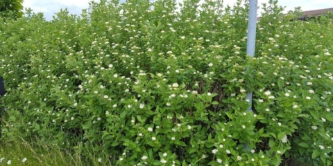 Deren potomaka: flaviramea, kelsey, bijelo zlato