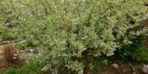 Šareni derain: sadnja i njega