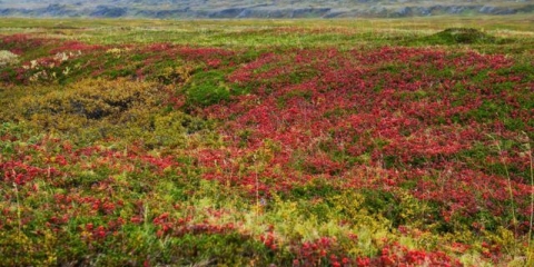 Deren swedish: fotografija i opis