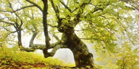 Bukva: fotografija i opis