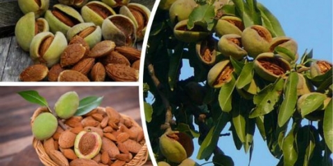 Drvo badema: sadnja i njega, uzgoj na otvorenom