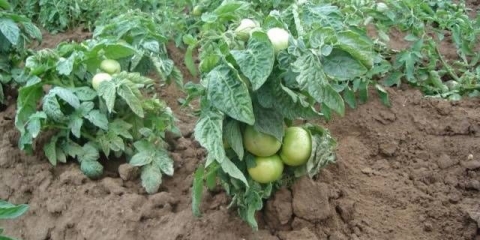 Odredite paradajz - najbolje sorte