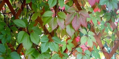 Djevojačka sadnja i njega grožđa