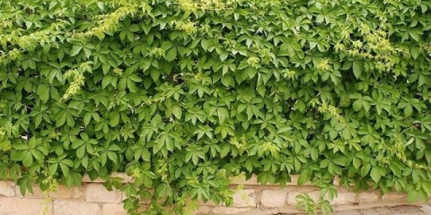 Kako posaditi divlje grožđe na ogradu