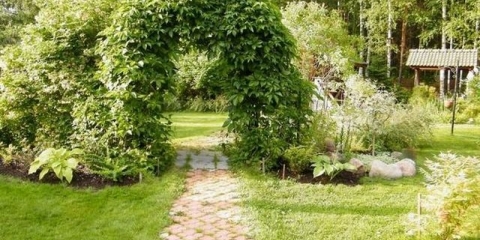 Djevojačko grožđe u pejzažnom dizajnu