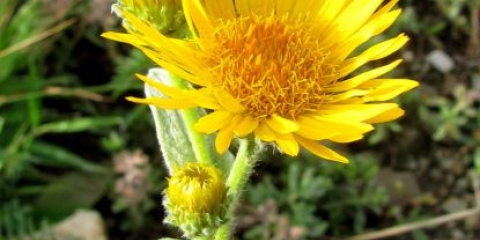 Elecampane oko (kristovo oko): fotografija i opis