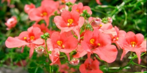 Dijascija: uzgoj iz sjemena, fotografija