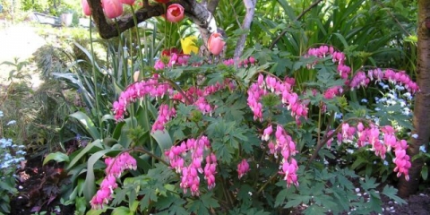 Dicentra: fotografija cvijeća u cvjetnoj gredi, vrste i sorte