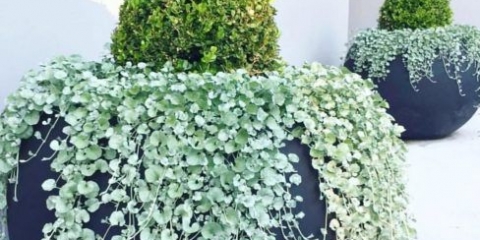 Dichondra iz sjemena kod kuće: fotografija, sadnja i njega, uzgoj