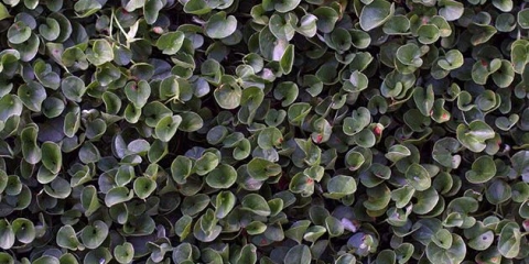 Smaragdni vodopad dichondra: fotografija i opis cvijeća, sadnje i njege