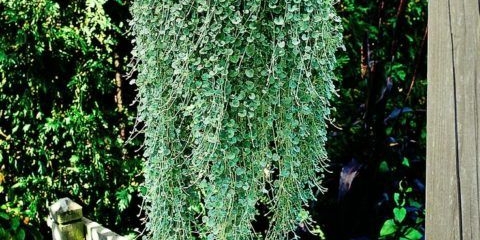 Srebrni vodopad dichondra: uzgoj kod kuće, opis, fotografija, recenzije