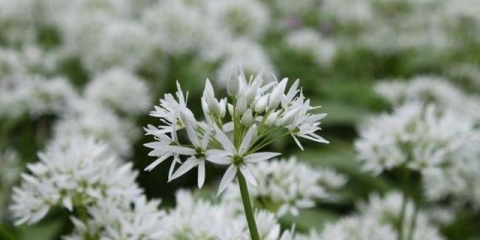 Beli luk - divlji beli luk