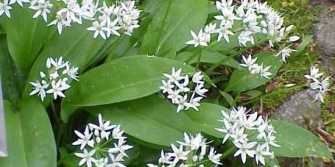 Divlji luk koji se zove divlji beli luk