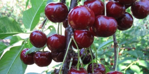 Duke (trešnja, gvch) medicinska sestra: karakteristike i opis sorte, sadnja i njega