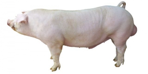 Duroc - pasmina svinja: karakteristike, fotografija