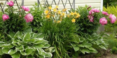 Dugocvjetne trajnice za vrt + fotografija s imenima