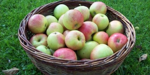 Domaće vino od jabuke: jednostavan recept