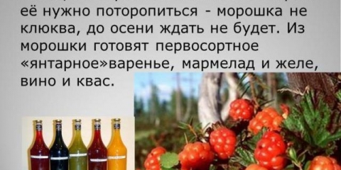 Domaće vino od moura