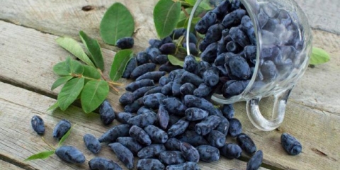 Domaće vino od orlovih noktiju: jednostavni recepti