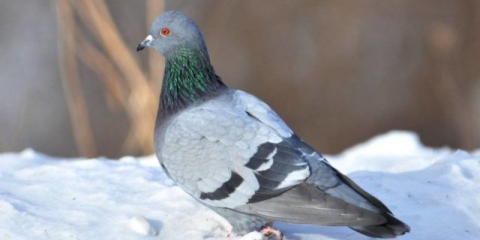 Domaći golubovi: pasmine sa fotografijama