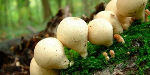 Kabanica u obliku kruške: fotografija i opis, recepti, ljekovita svojstva