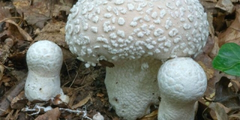 Ramazan kabanica: fotografija i opis, korisna svojstva