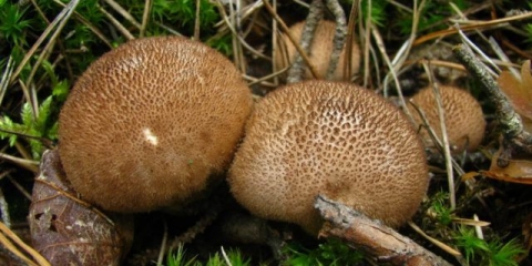 Kabanica smrdi: fotografija i opis