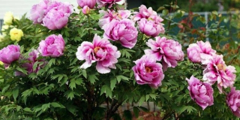 Drveni božur: njega i uzgoj na uralu, u sibiru, u lenjingradskoj oblasti