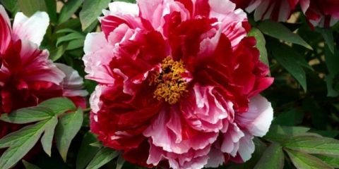 Božur: njega i uzgoj u predgrađu, priprema za zimu