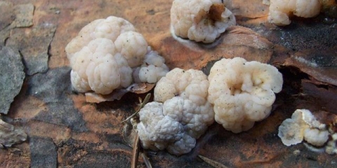 Cerebralno drhtanje (drhtanje mozga): fotografija i opis