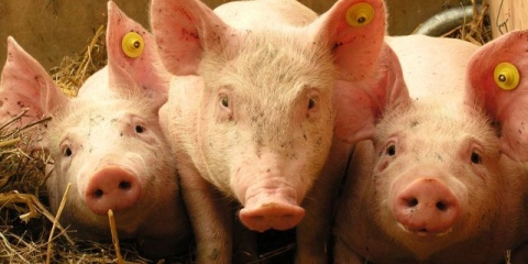 Hrana sa kvascem za svinje