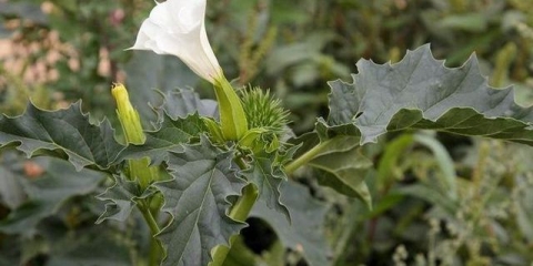Datura trava: kako izgleda, gdje raste, svojstva